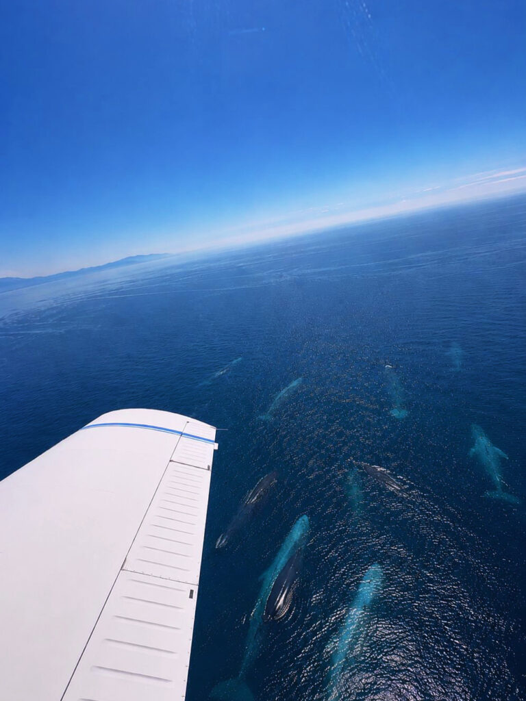 Orizzonte 5 Terre - Esperienze in volo in Liguria - Seafari Cetacei